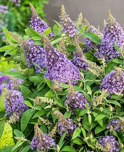 Buddleja Butterfly Little Candy Lila - 9cm pot