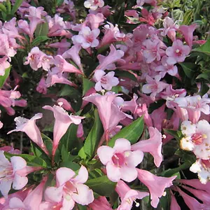 Weigela Pink Poppet Garden Plant - Compact Size, Pink Bell-shaped Blooms (15-30cm Height Including Pot)