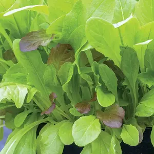 Salad Leaves - Crispy Lettuce Blend 1 Seed Packet (500 Seeds)