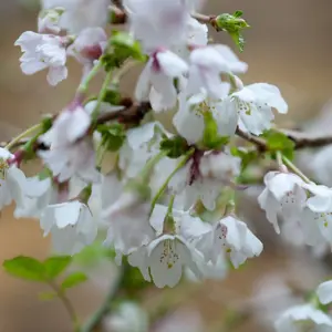 Kojo-No-Mai Fuji Cherry Shrub Plant Prunus Incisa 12L Pot 50cm - 80cm